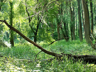 Auwald (Foto: Alina Sprenger)